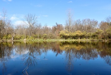 The calm pond in the woods on a sunny day.