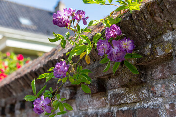 Close up of an old weathered inner city brick wall covered on top with purple climbing roses in select focus