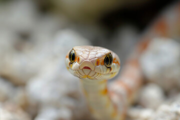 Fototapeta premium cute snake stare on camera