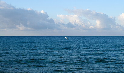 seagull over the Mediterranean sea on a sunny day 8