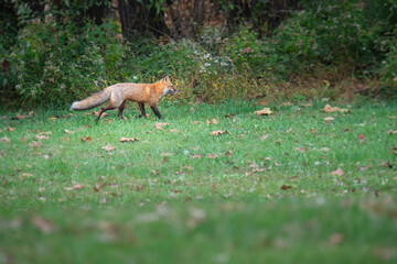Red fox runs along a hedge row