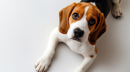 Cute beagle puppy laying on white floor with floppy ears, hound dog looking at camera, shot from above, room for type, pets, pet care, dog training, puppy training, family pet, and veterinary concepts - obrazy, fototapety, plakaty