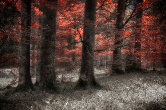 Red Forest