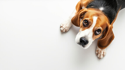 Cute beagle dog laying on white floor with floppy ears, hound dog looking at camera, shot from above, room for type, pets, pet care, dog training, puppy training, family pet, and veterinary concepts - Powered by Adobe