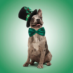 St. Patrick's day celebration. Cute French bulldog with bow tie and leprechaun hat on green...