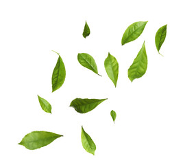 Fresh green tea leaves falling on white background