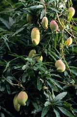Mangifera indica, Manguier