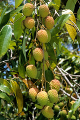 Litchi chinensis , Litchi