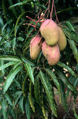Mangifera indica, Manguier