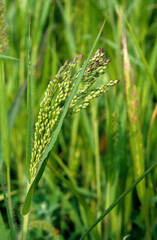 Panicum millaceum, Millet