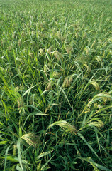 Panicum millaceum, Millet