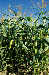 Zea mays; Mais