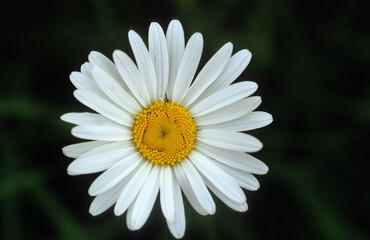 Fototapeta premium Chrysanthemum leucanthemus , Marguerite commune