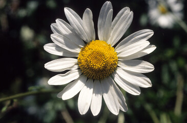 Obraz premium Chrysanthemum leucanthemus , Marguerite commune