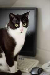 Schwarz-weißer Hauskater sitzt auf dem Schreibtisch im Home Office