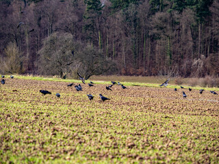 Krähen suchen Futter auf einem Feld im Winter