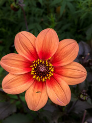 close up of red and yellow, dahlia flower