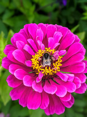 close up of bee foraging a pink zinnia flower with yellow pistillates, defocused leaves backgrgound