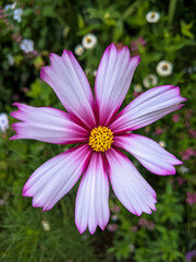 Obraz premium close up of white and pink cosmos flower, bokeh meadow flowers in background