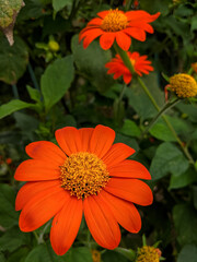 close up of orange dahlia flower in the park defocused leaves in background
