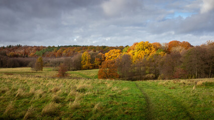 autumn landscape with trees