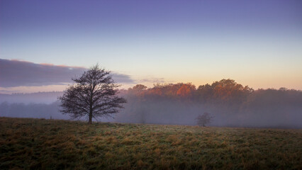 morning mist over the plain