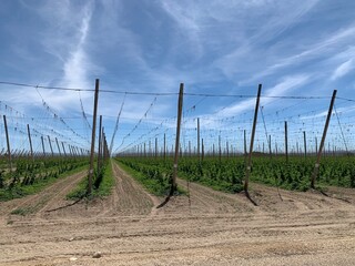 A hop yard growing trellised hops in Idaho