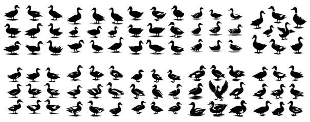 Vector set of ducks in silhouette style