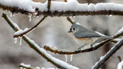 A Tufted Titmouse on an Icy Branch