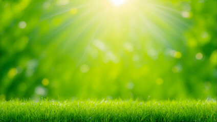 Fototapeta na wymiar Green grass and sunlight banner background, Natural background with young juicy green grass in sunlight