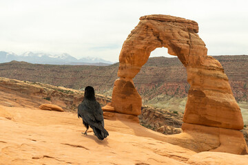 Moab, Utah Delicate Arch with Bird, Arches National Park