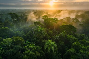 Stunning Aerial View Of Lush Amazon Forest At Dusk, Inviting You To Explore