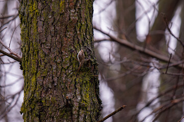 The warbler also called the bull's-eye, a small bird in Eurasia. Troglodytes troglodytes tiny wild flier 