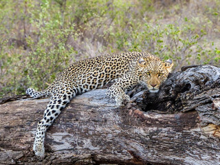 Fototapeta premium Leopard Relaxing Laying Down on a Tree Trunk, South Africa