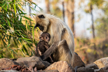 Fototapeta premium Indian Gray Langur Monkeys Mother and Baby Family, India