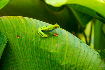 Red-eyed Tree Frog on a Leaf in Costa Rica Rain Forest