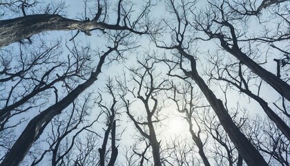 Background with dry bare trees in winter forest. Pale cold blue light. 