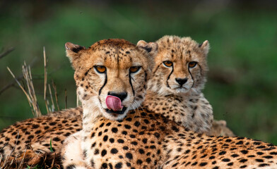 Female cheetah and her cub, Zimanga Private Game Reserve, KwaZulu Natal. - obrazy, fototapety, plakaty