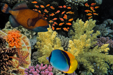 Wonderful underwater world with corals and tropical fish - 720517603