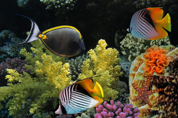 Wonderful and beautiful underwater world with corals - 720517606