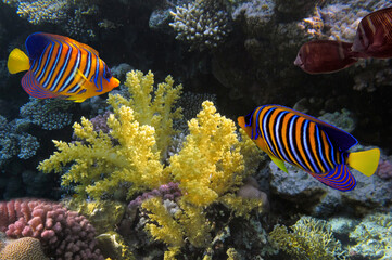 Wonderful and beautiful underwater world with corals - 720517611