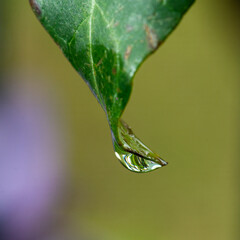 Close-up photo of a raindrop on the tip of a leaf with a beautiful blurred background