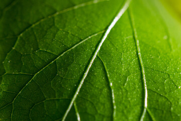 close up of green hibiscus leaf