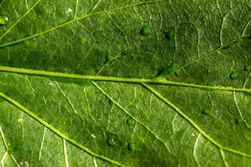 hibiscus green leaf macro with water drops for texture and details