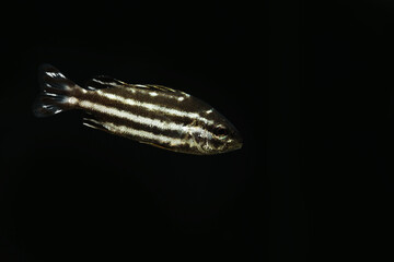 Juvenile Largescale Grunter (Terapon theraps)