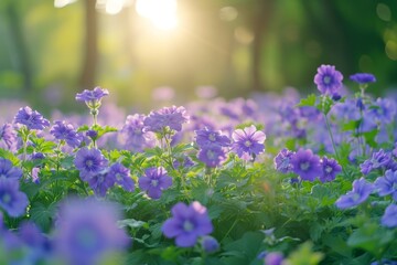 A vibrant field of purple flowers with the sun illuminating the scene.