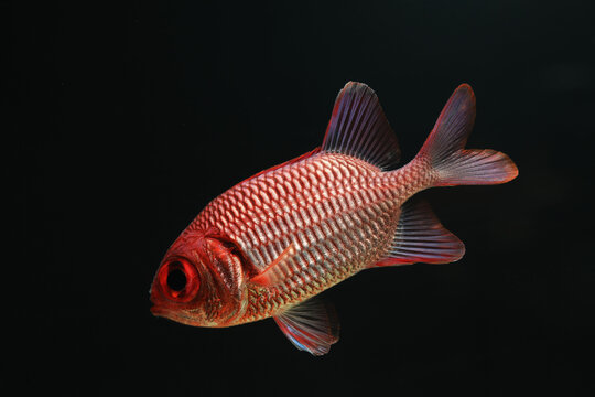 Juvenile Doubletooth Soldierfish (Myripristis hexagona)