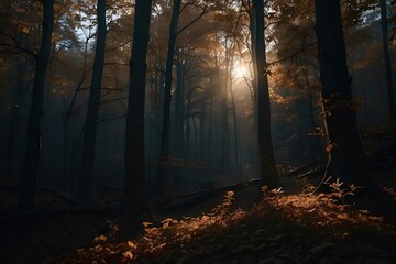 Dark autumn forest illuminated by sunlight