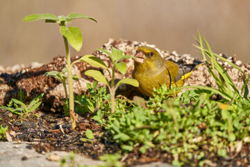 verderón europeo o verderón común​ (Chloris chloris)​	
