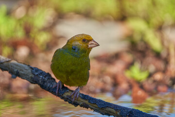 verderón europeo o verderón común​ (Chloris chloris) con un parasito garrapata en el cuello​	
